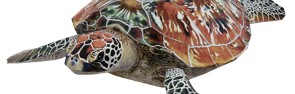 Papercraft de una Tortuga Verde. Manualidades a Raudales.