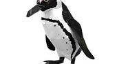 Papercraft de un Pingüino del Cabo. Manualidades a Raudales.